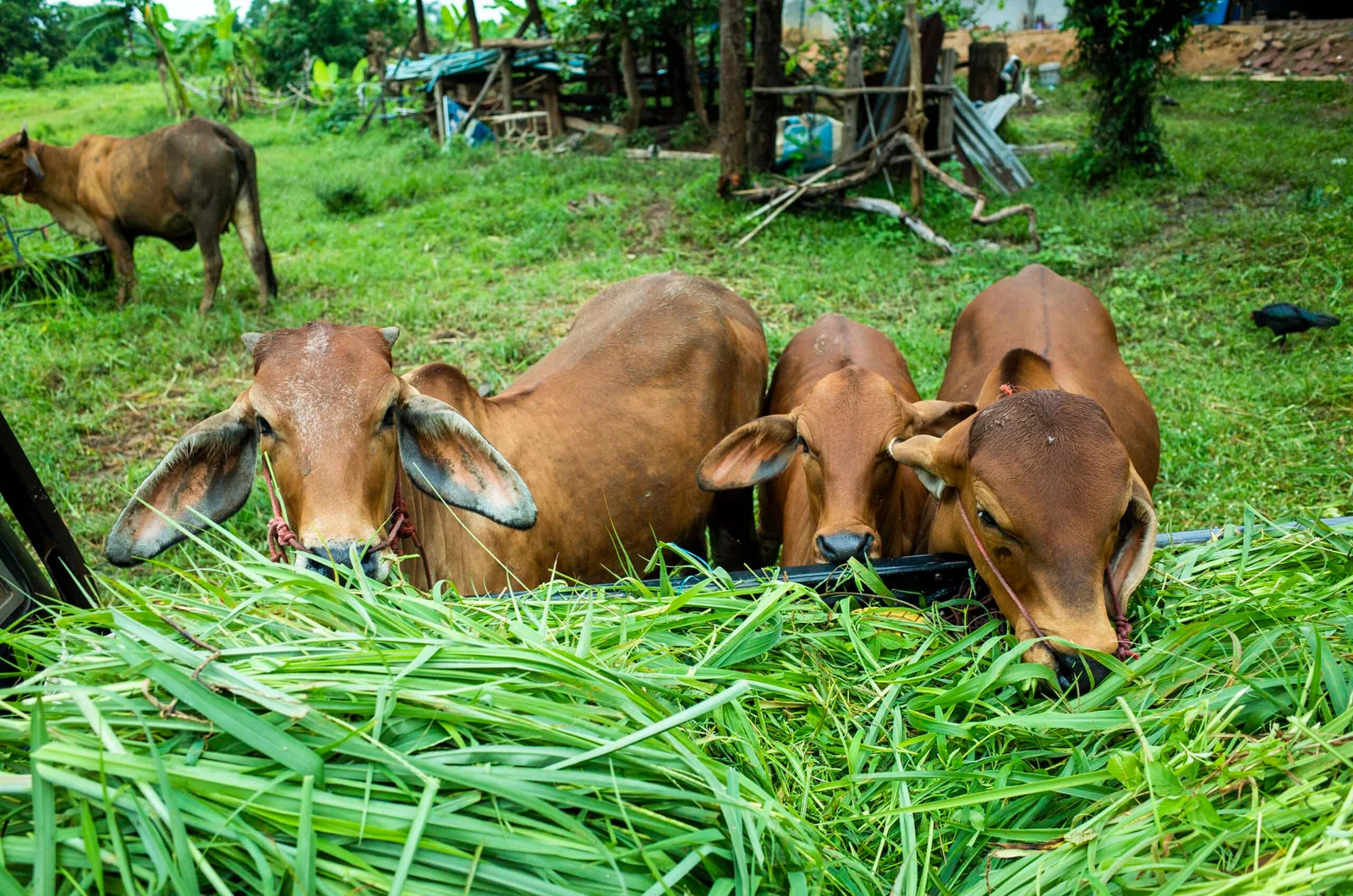 Cow Grazing